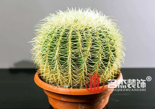 办公室粉色视频网站风水之仙人掌.jpg